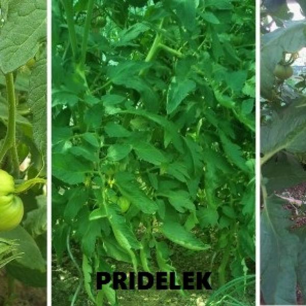 Inkino ekološko škropivo za vrt