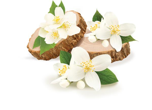 Jasmine & Sandalwood dišava