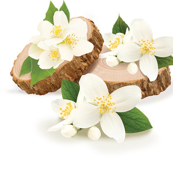 Jasmine & Sandalwood dišava