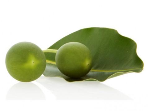 Olje aleksandrijskega lovorja (Tamanu)