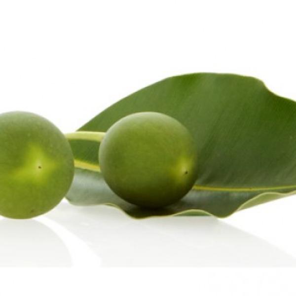 Olje aleksandrijskega lovorja (Tamanu)