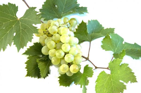 Izvleček (glicerit) vinske trte