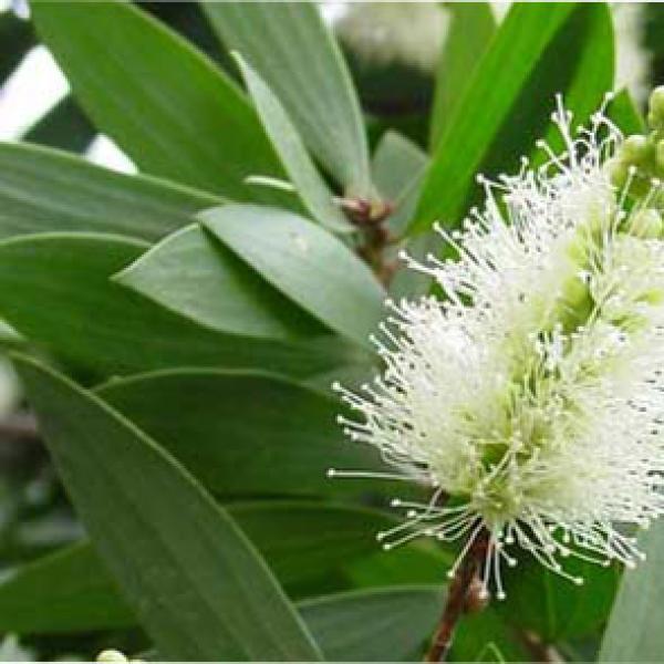 Kajeput eterično olje