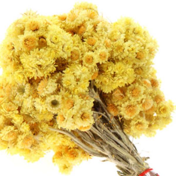 Laški smilj (suhocvetnica) eterično olje