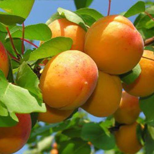 Apricot (marelica) dišava