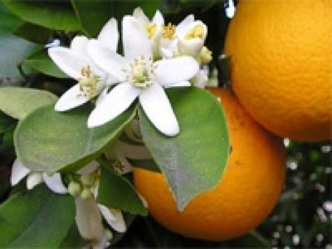 Orange Blossom (pomarančni cvet) dišava