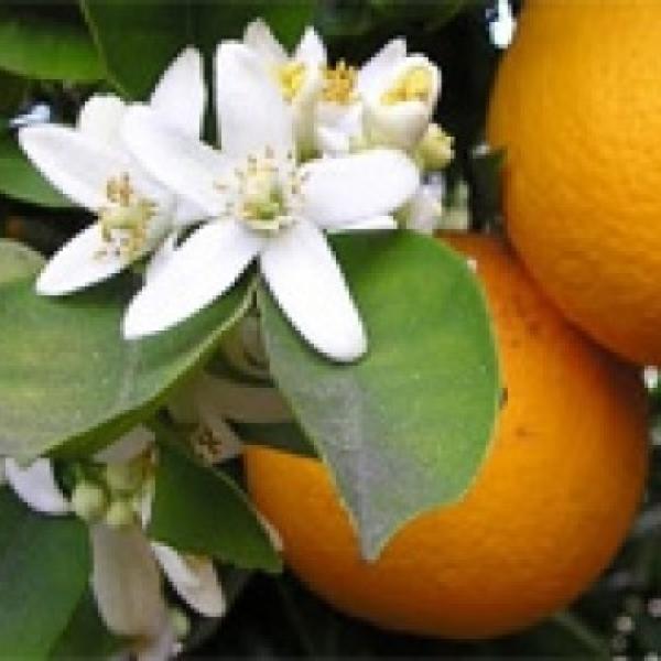 Orange Blossom (pomarančni cvet) dišava