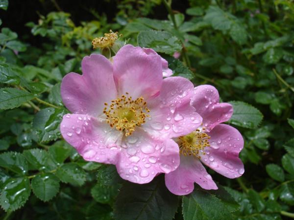 Olje mošusne vrtnice (divji šipek)