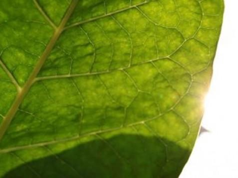 Tobacco leaf (listi tobaka) dišava