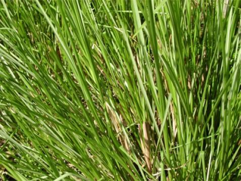 Vetiver eterično olje