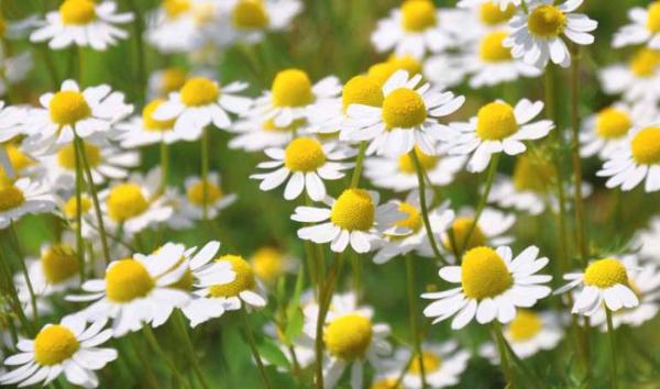 Rimska kamilica (infuzija) v jojobinem olju 3%