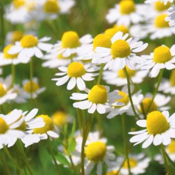 Rimska kamilica (infuzija) v jojobinem olju 3%