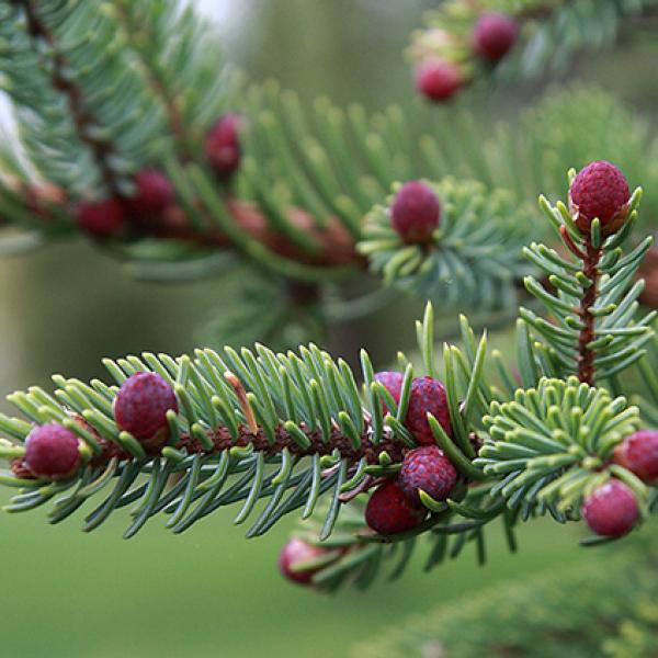 Smreka eterično olje