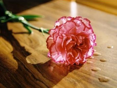 Carnation (nagelj) dišava