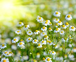 Rimska kamilica eterično olje