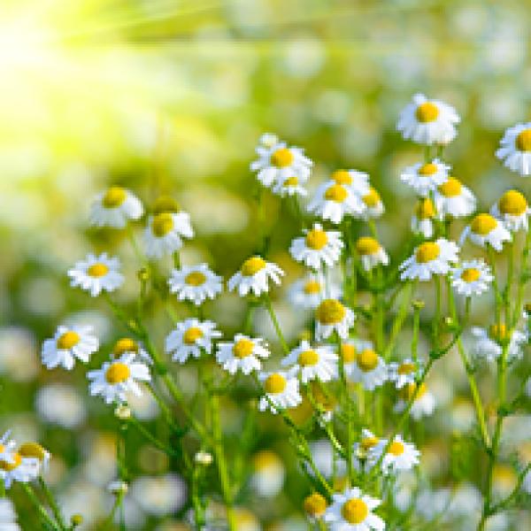 Rimska kamilica eterično olje