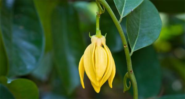 Ylang Ylang III eterično olje