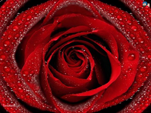 Absolut vrtnice v jojobinem olju 3%