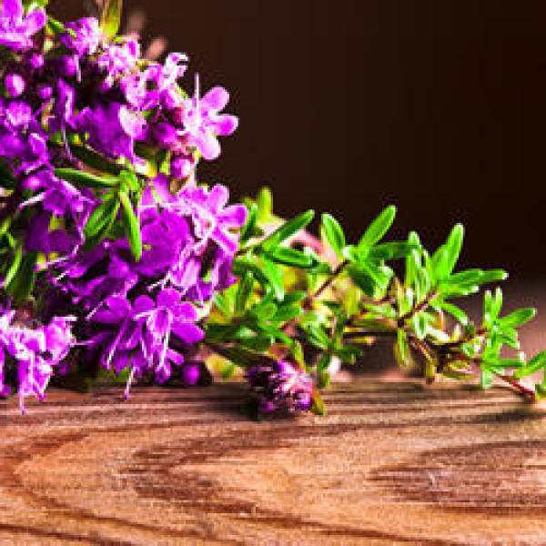 Timijan eterično olje (materina dušica)