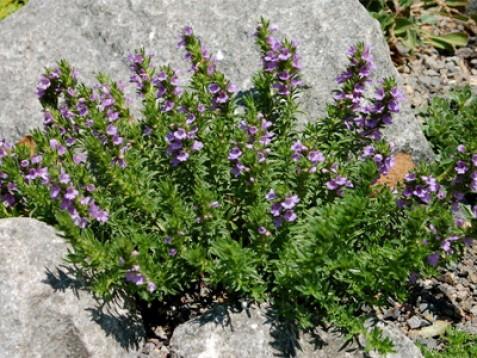 Kraški šetraj eterično olje