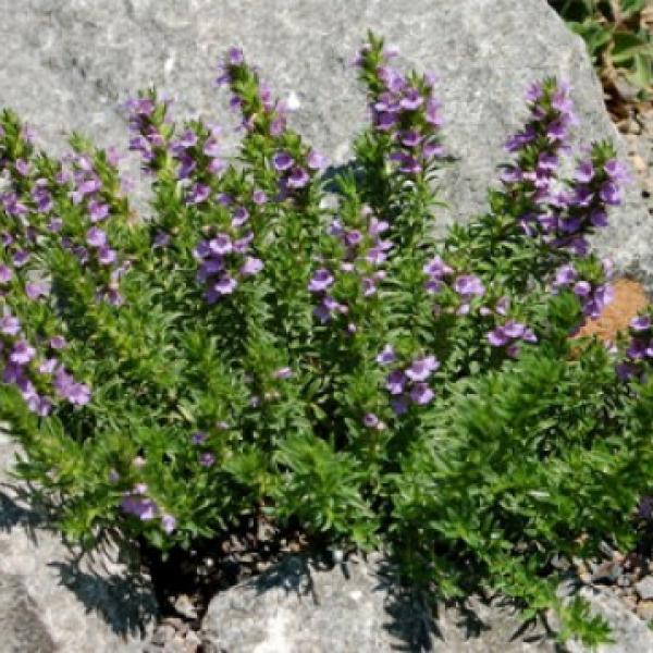 Kraški šetraj eterično olje