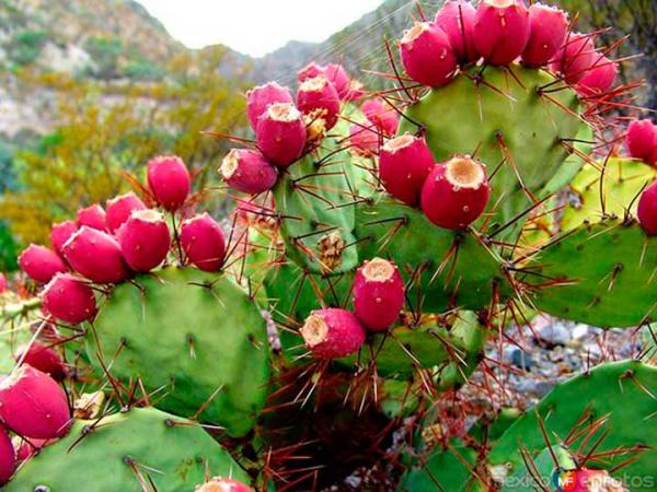Olje semen kaktusa Opuncija (Prickly Pear)