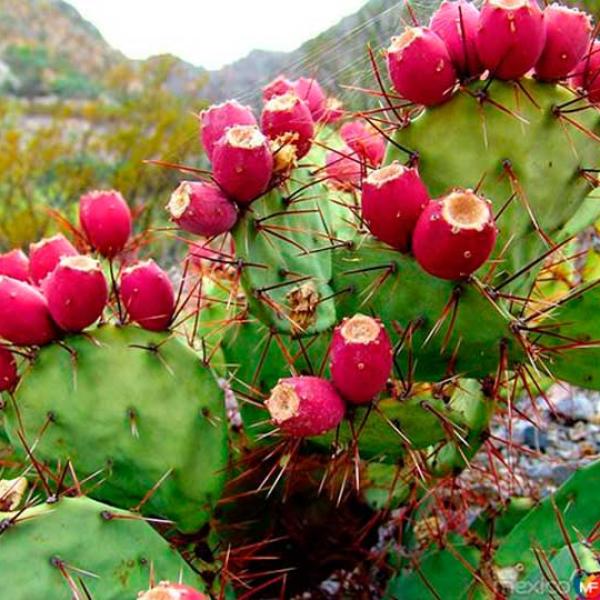 Olje semen kaktusa Opuncija (Prickly Pear)