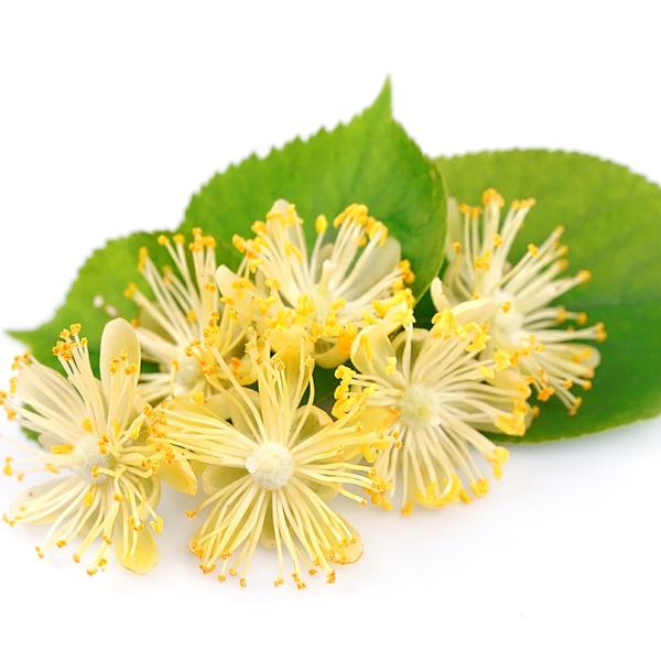 Hidrolat lipovih cvetov BIO