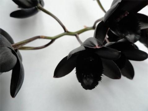 Black Orchid (črna orhideja) dišava