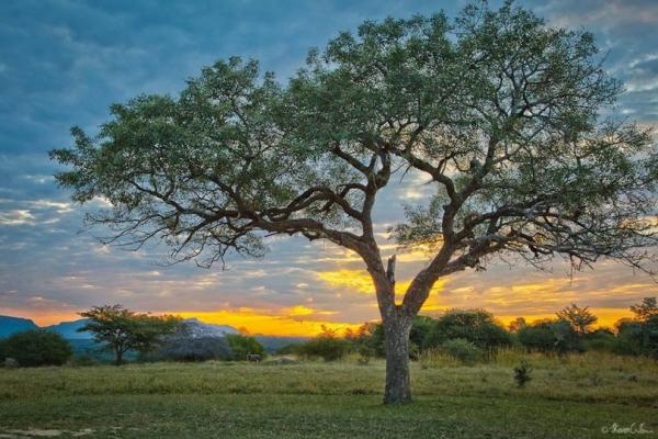 Olje marule, hladno stiskano