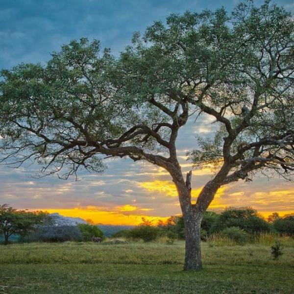 Olje marule, hladno stiskano