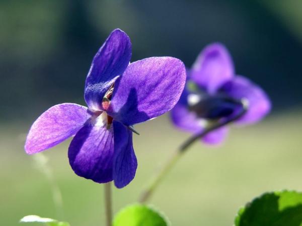 Violet (vijolica) dišava