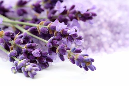 Lavender (sivka) dišava