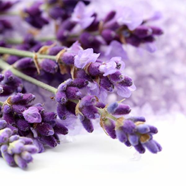 Lavender (sivka) dišava