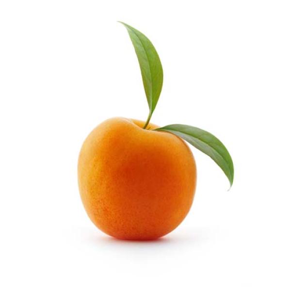 Olje mareličnih jedrc