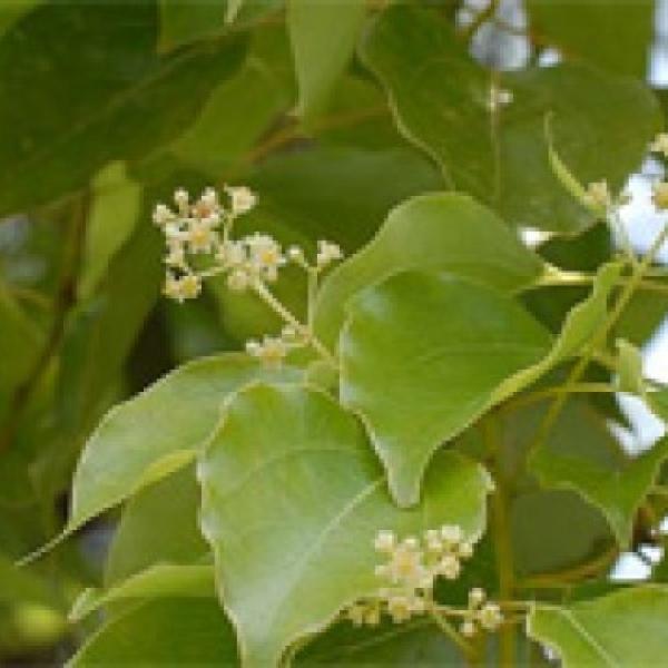 Kafrovec (Ravintsara) eterično olje