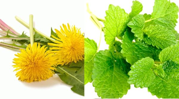 Dandelion & Melissa naravna dišava