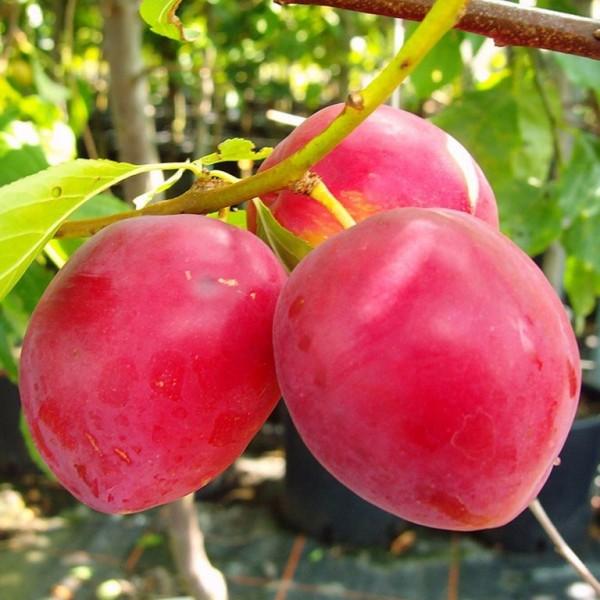 Japanese Plum (japonska sliva) dišava