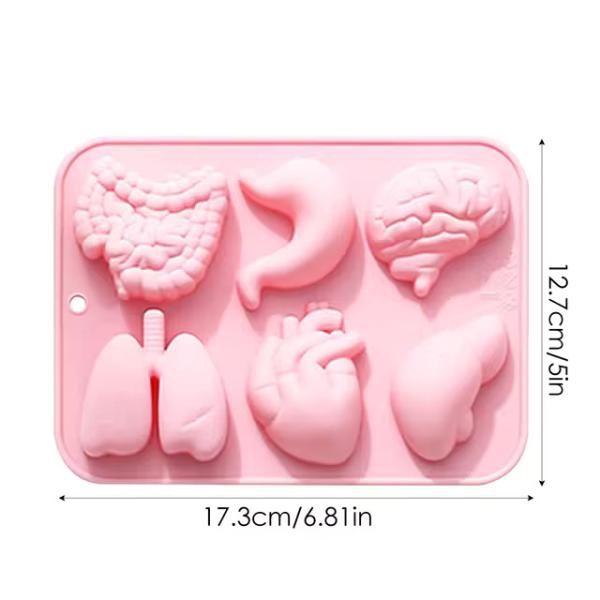 Človeški organi - silikonski kalup