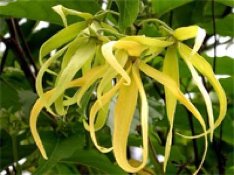 Ylang Ylang II eterično olje
