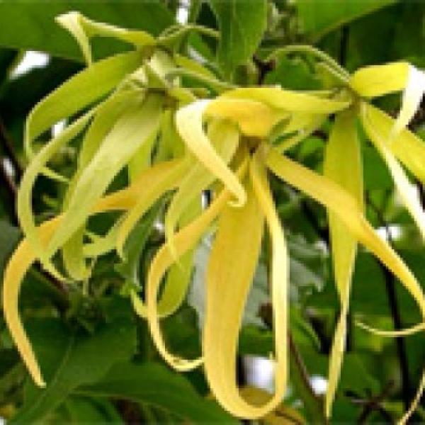Ylang Ylang II eterično olje