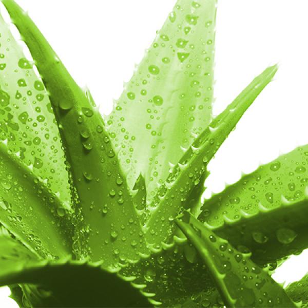 Aloe Vera gel BIO