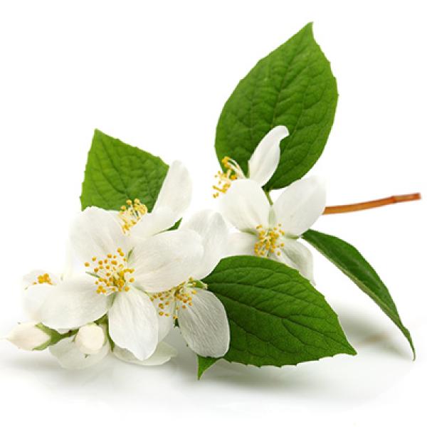 Jasmin - absolut 100%