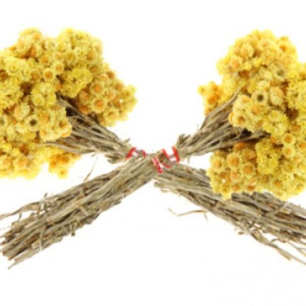 Laški smilj (suhocvetnica) eterično olje