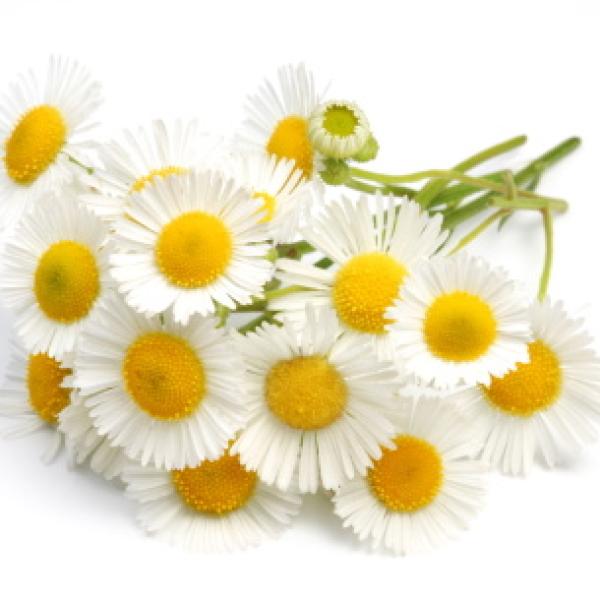 Kamilica - modra nemška eterično olje