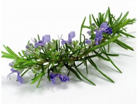 Rožmarin BIO eterično olje