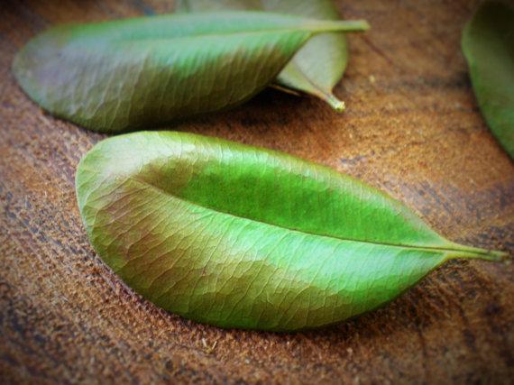 Piment - listi eterično olje