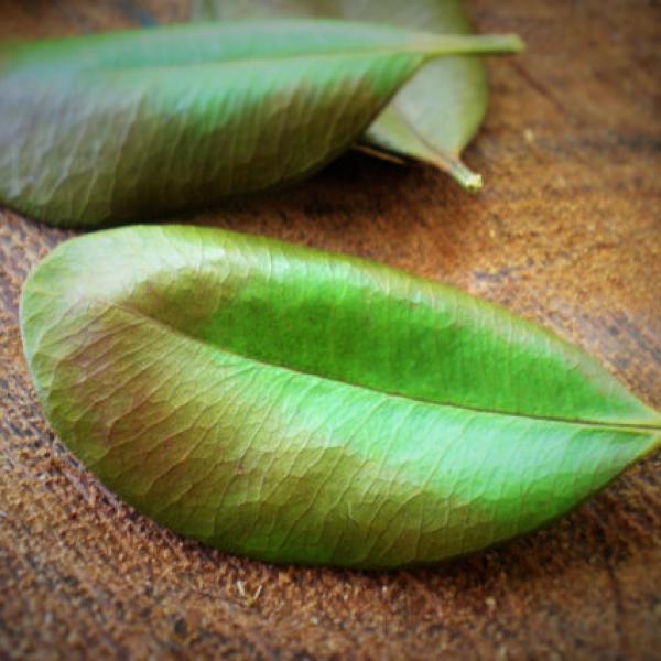 Piment - listi eterično olje