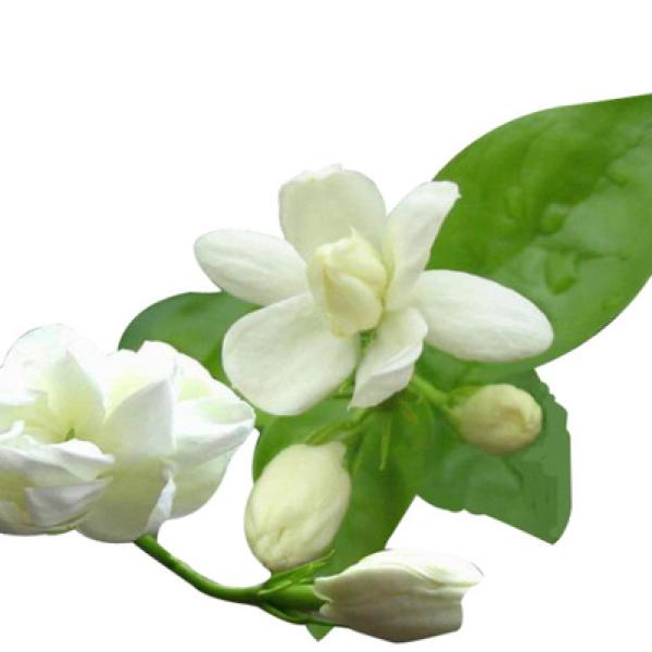 Hidrolat Jasmin