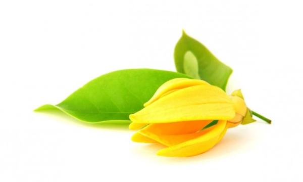 Ylang Ylang Complete – organski eterično olje